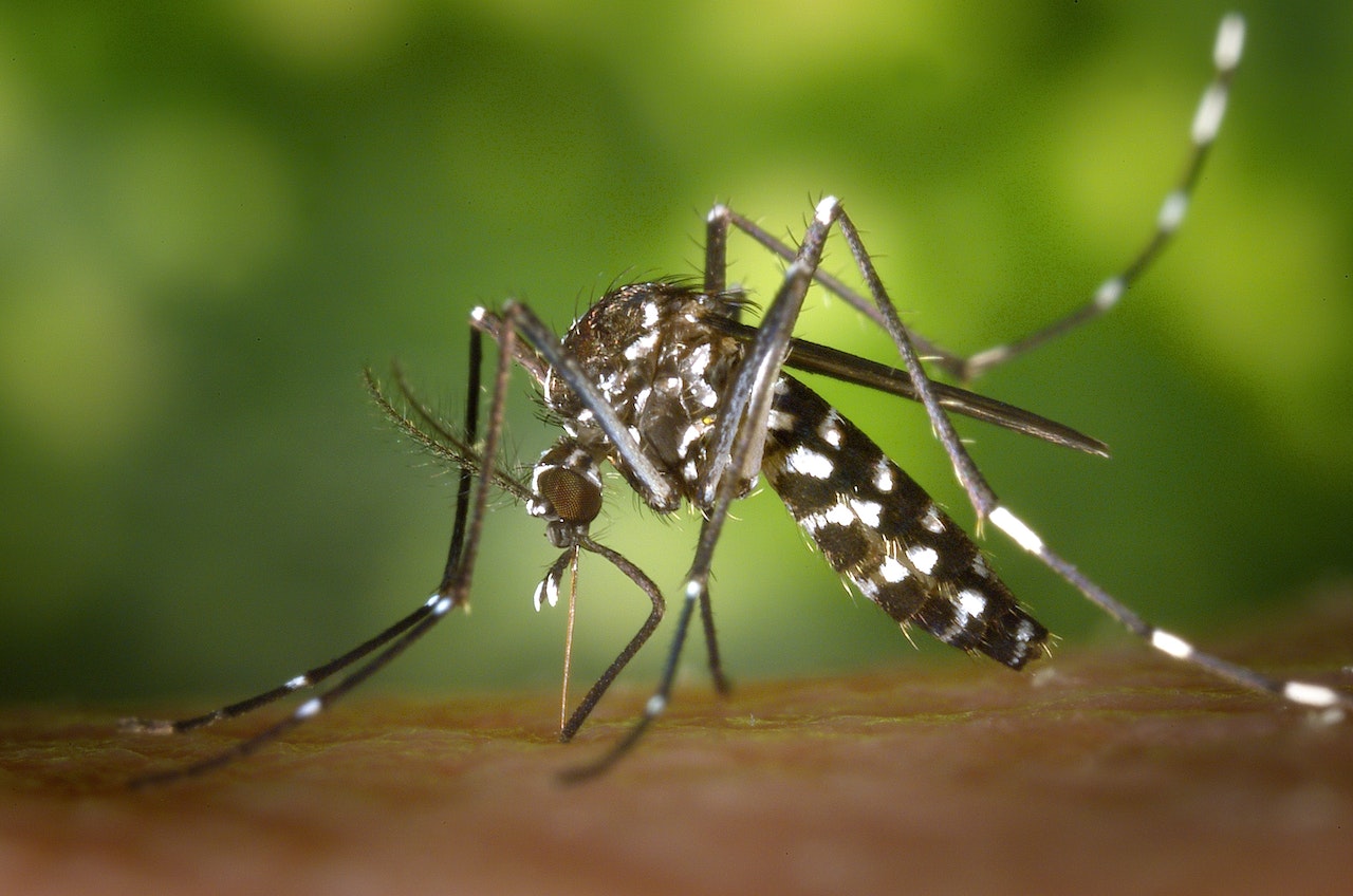 Did you know that besides dengue fever, the Zika virus is also transmitted to people through the bite of an infected Aedes mosquito?
